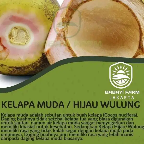 Buah Kelapa Muda Hijau Wulung / Degan Ijo Obat Herbal Utuh
