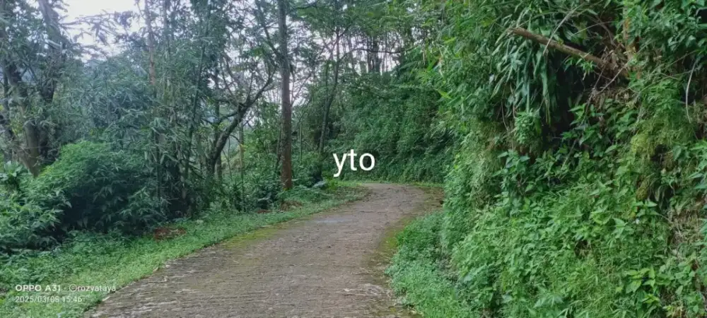 Jual kebun cengkeh ada -+80 pohon lokasi jenawi lt 7000m hrg 2Myd nego