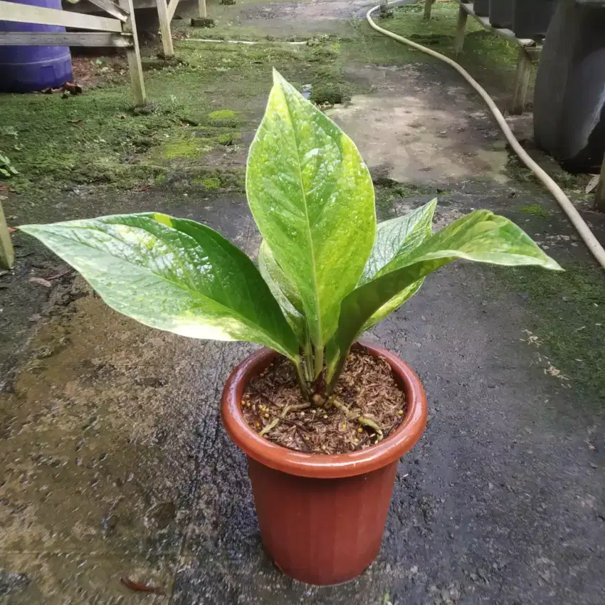 Anthurium Jemani Cobtik Variegata