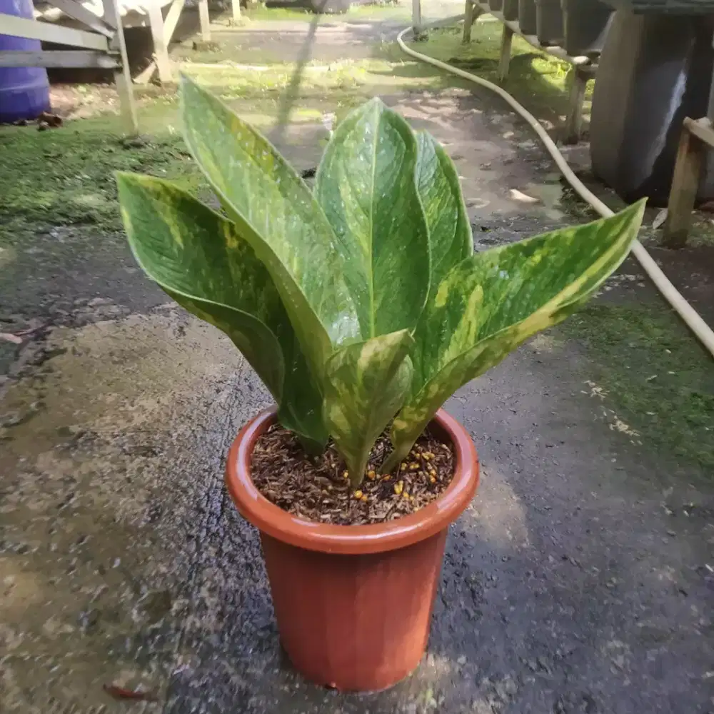 Anthurium Jemani Tornado x Levis Variegata
