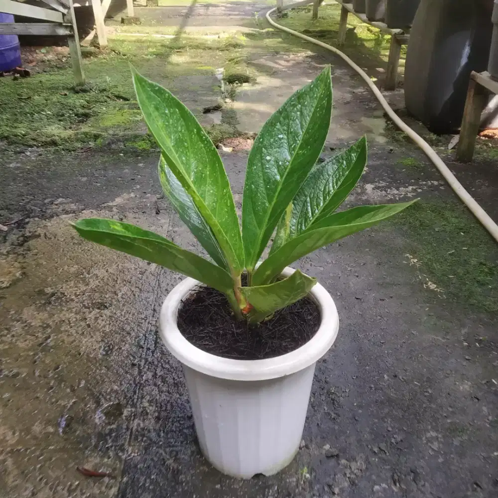 Anthurium Jemani Cobra x Mangkok Variegata