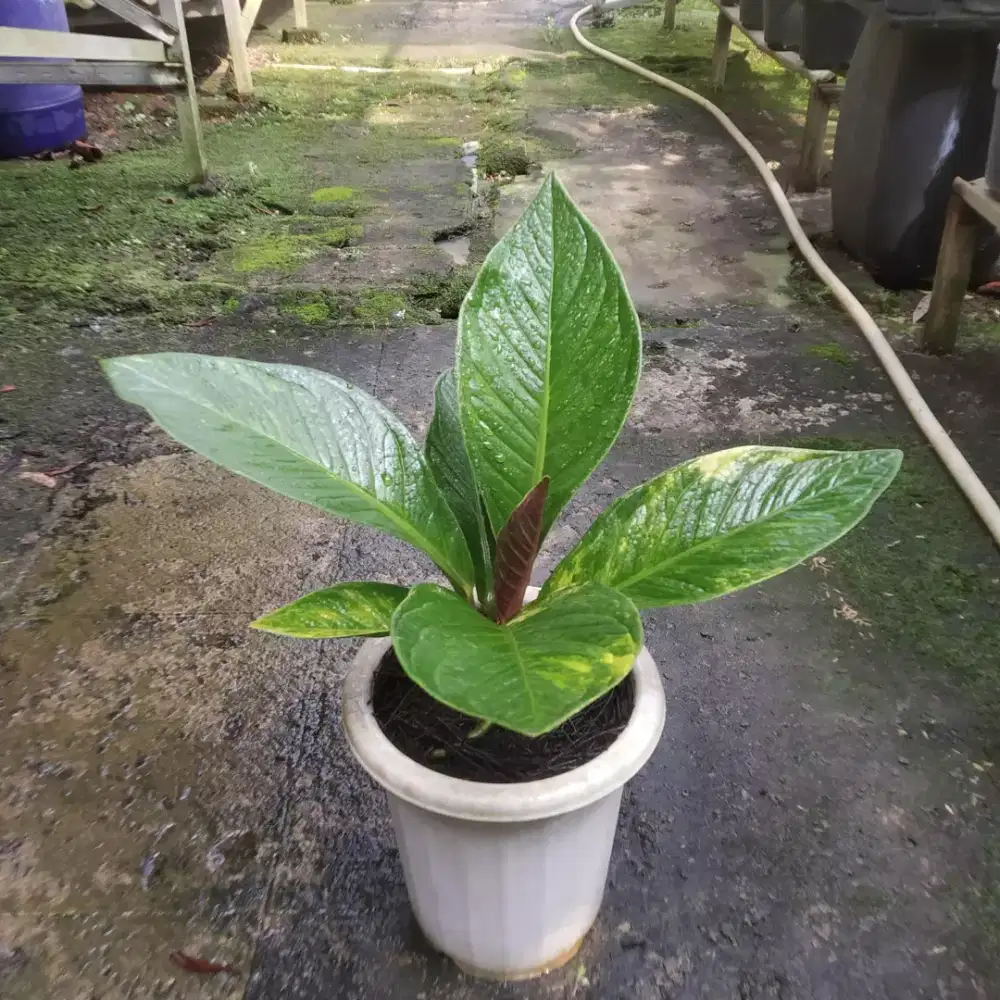 Anthurium Jemani Tornado Variegata