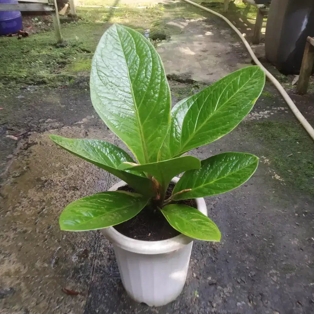 Anthurium Jemani Variegata