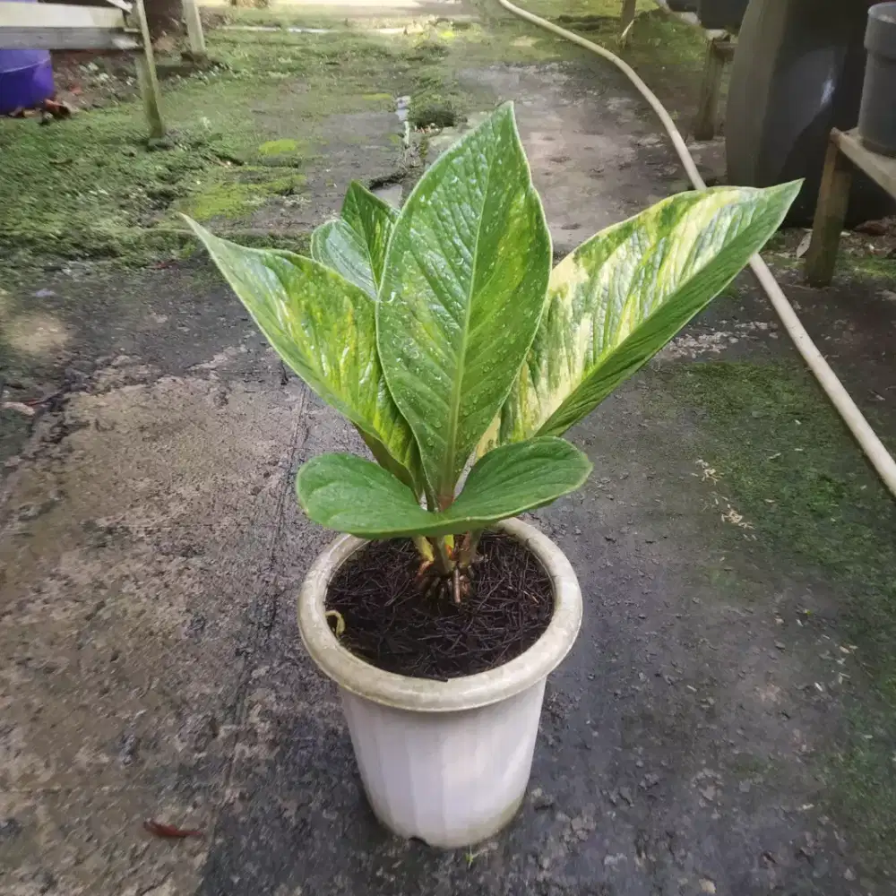 Anthurium Jemani Tornado Variegata