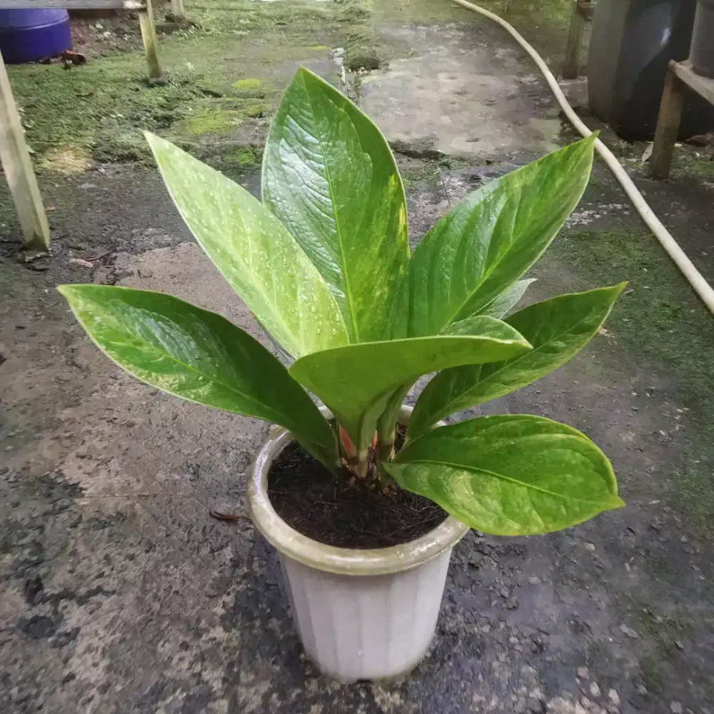 Anthurium Jemani Cobra x Mangkok Variegata