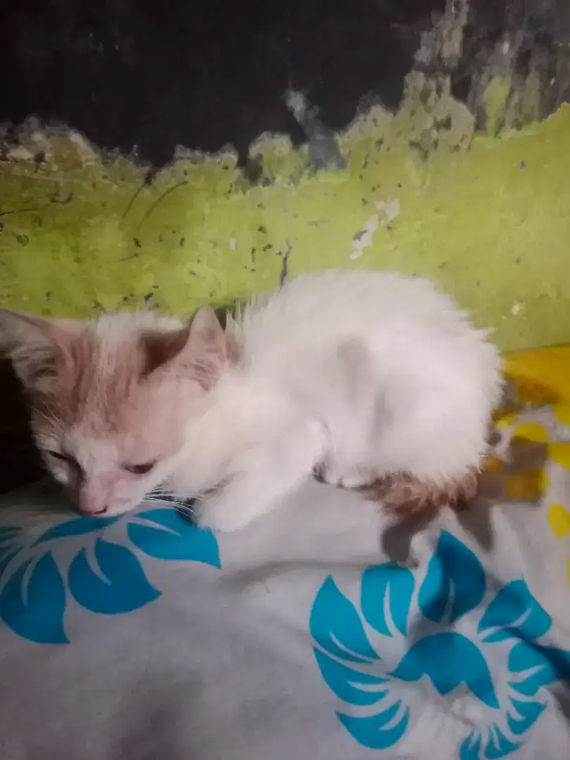 Lepas Adopsi ganti Pakan Seihklasnya