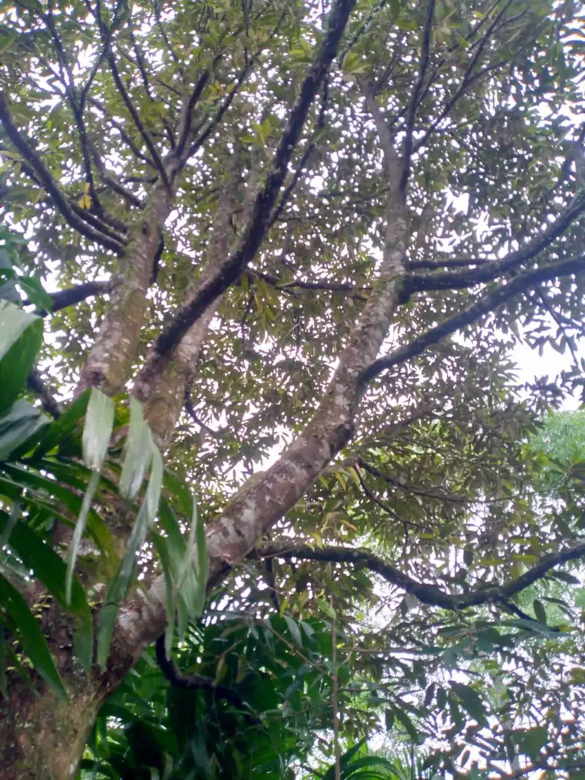 Di jual lahan kebun berikut pohon durian di Cijeruk bogor