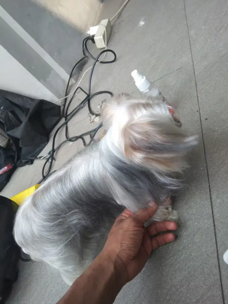Grooming panggilan Jakarta & Tangerang