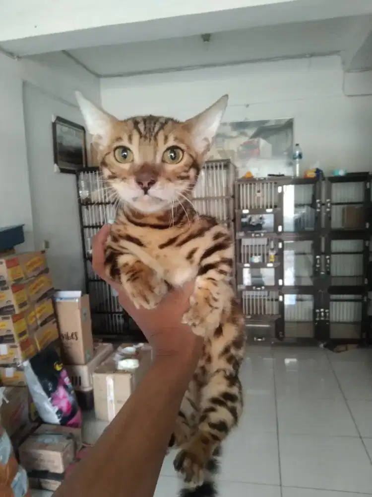 GROOMING PANGGILAN TERDEKAT