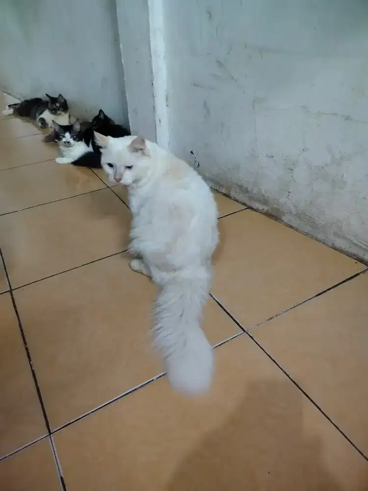 Over adov Persia big bone tulang besar.