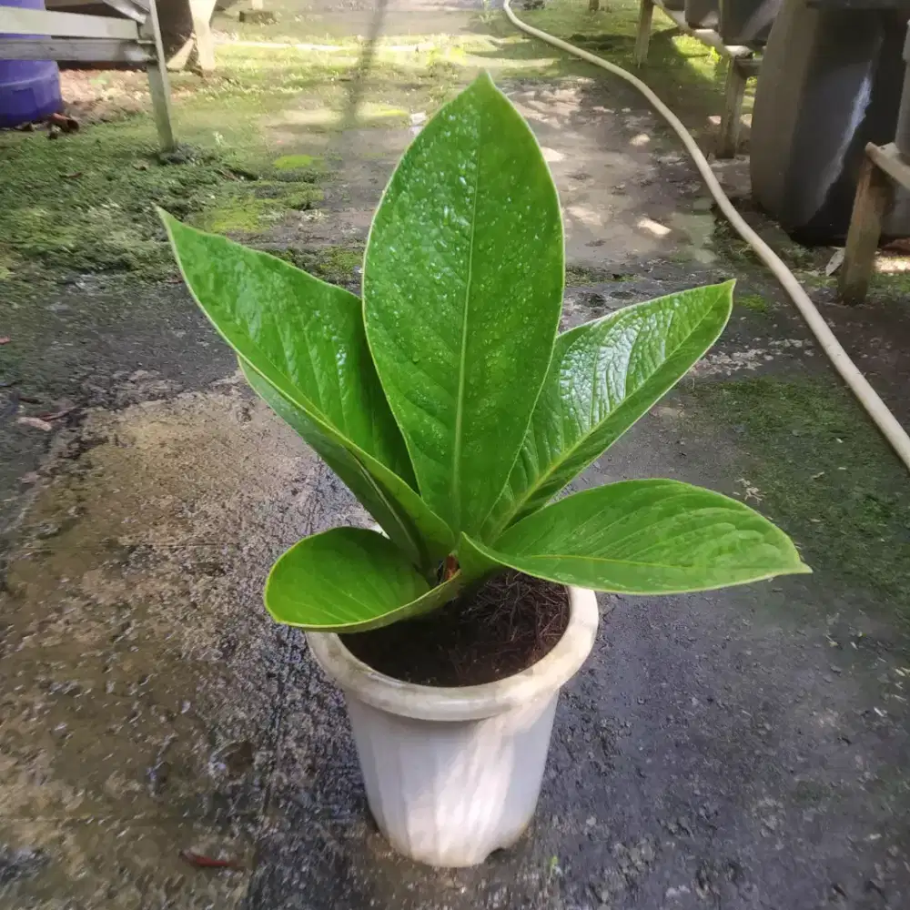 Anthurium Jemani Cobra x Mangkok