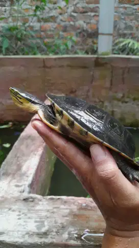 Kura Ambon Ceper