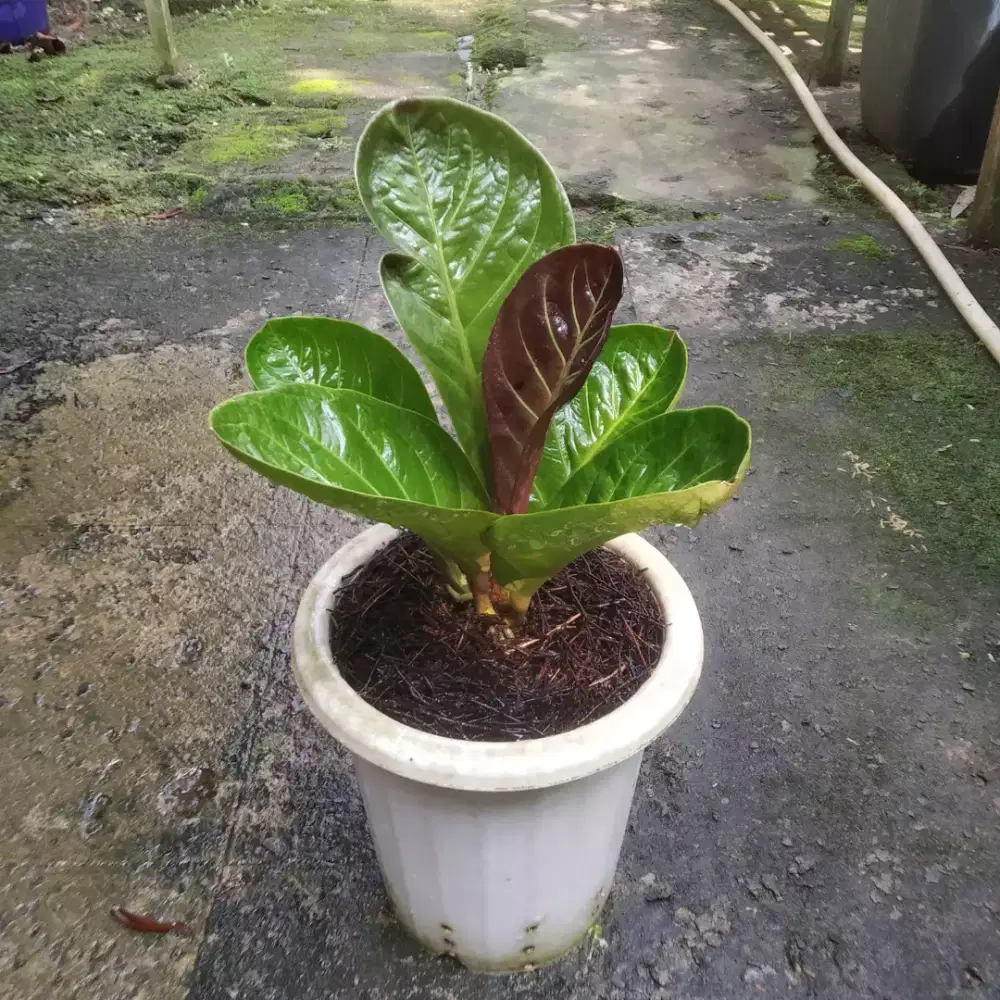 Anthurium Jemani Mangkok Cuke