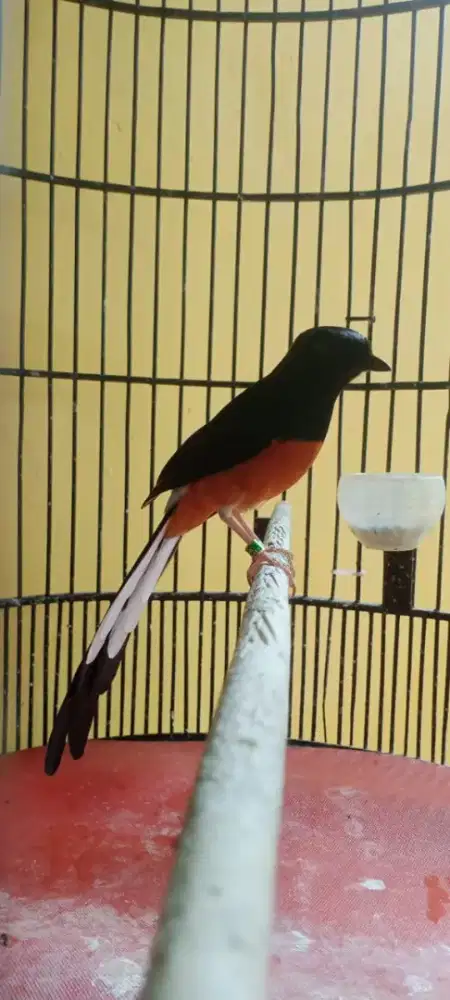 Burung Murai Batu kualitas terbaik