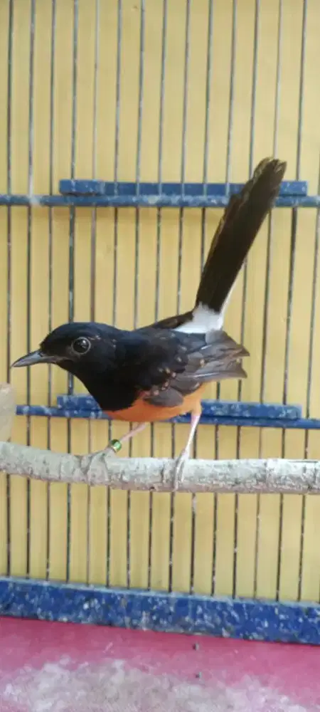 Burung Murai Batu kualitas terbaik