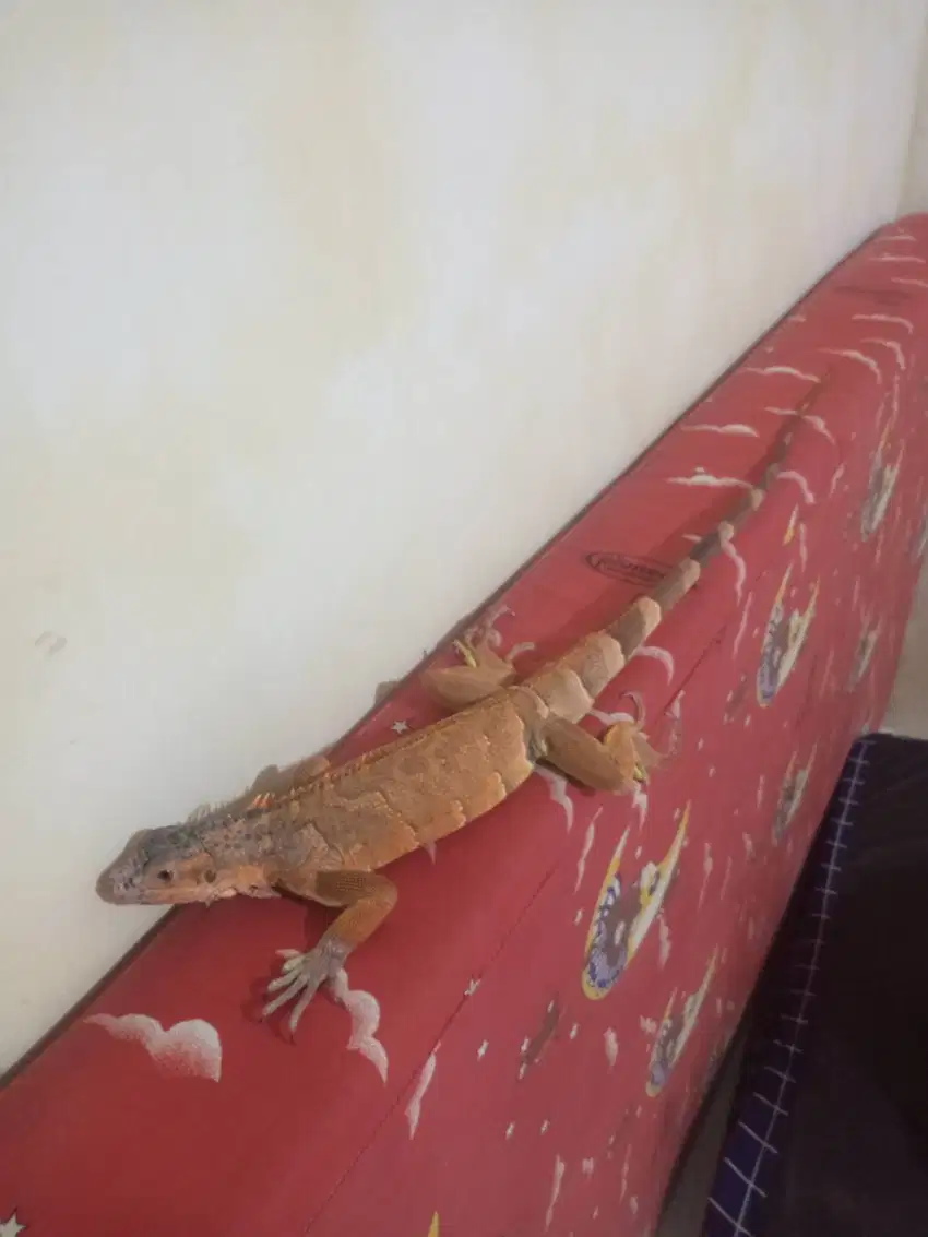 Iguana super red