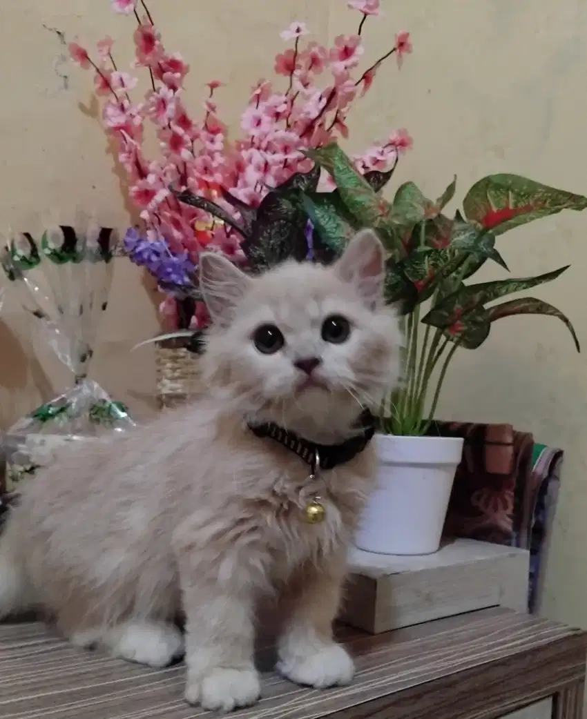Open adop kitten persia umur 4 bln