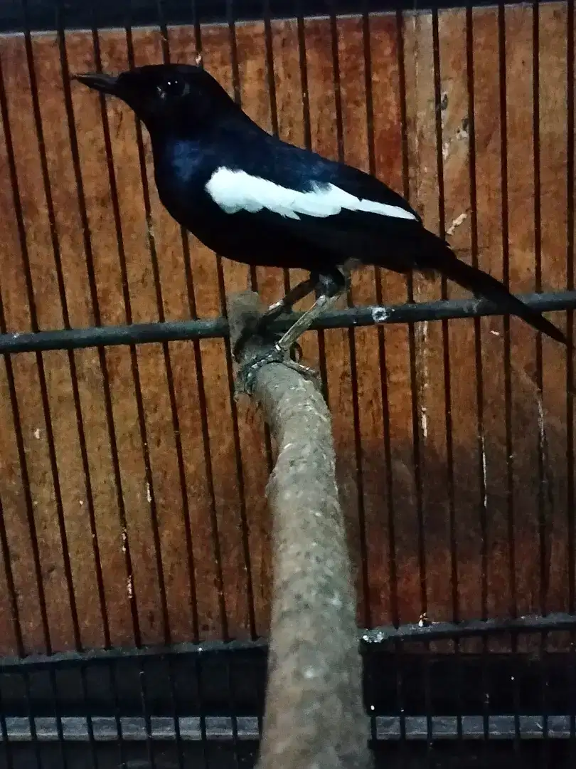 kacer dada hitam rajin bunyi/gacor,isian macem2