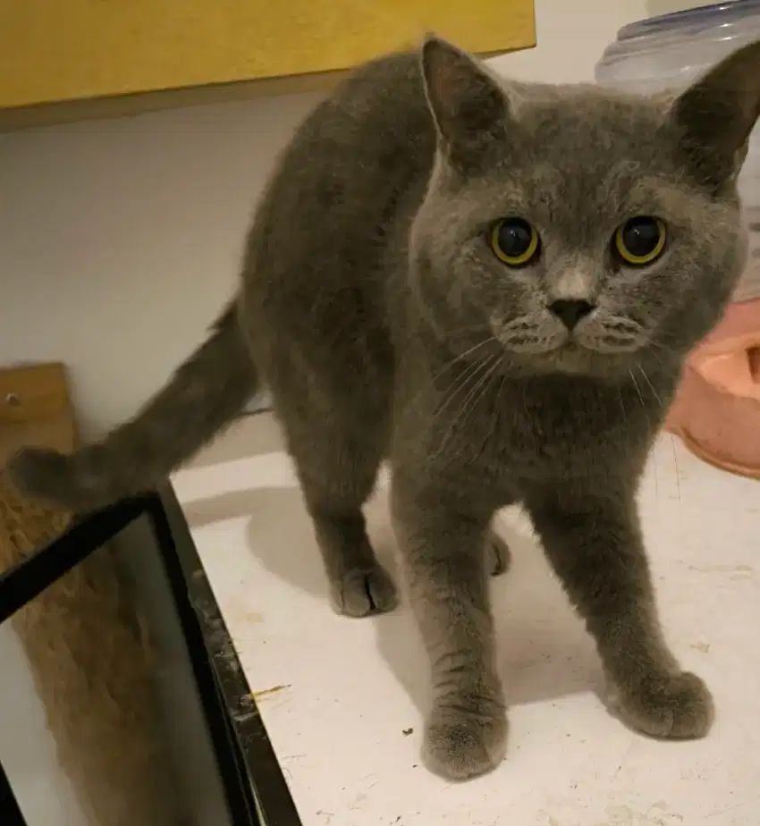 Kucing bsh british short hair jantan