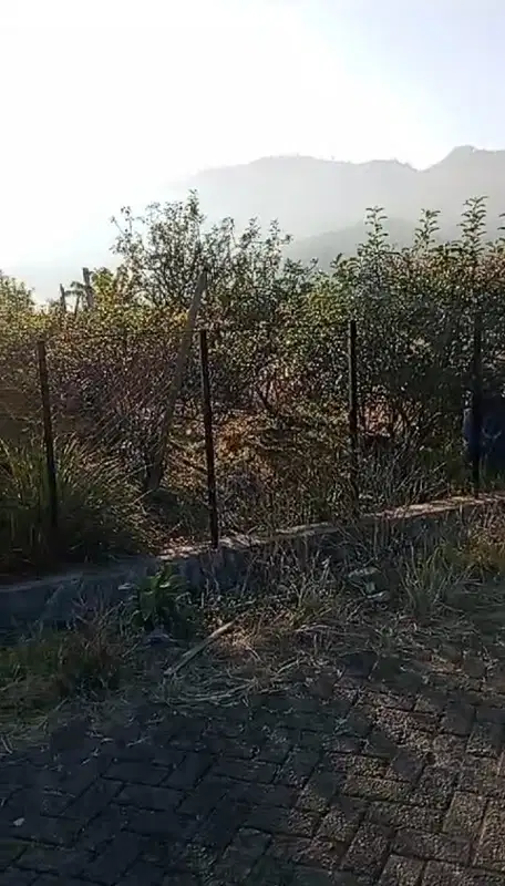 kebun jeruk berview bagus