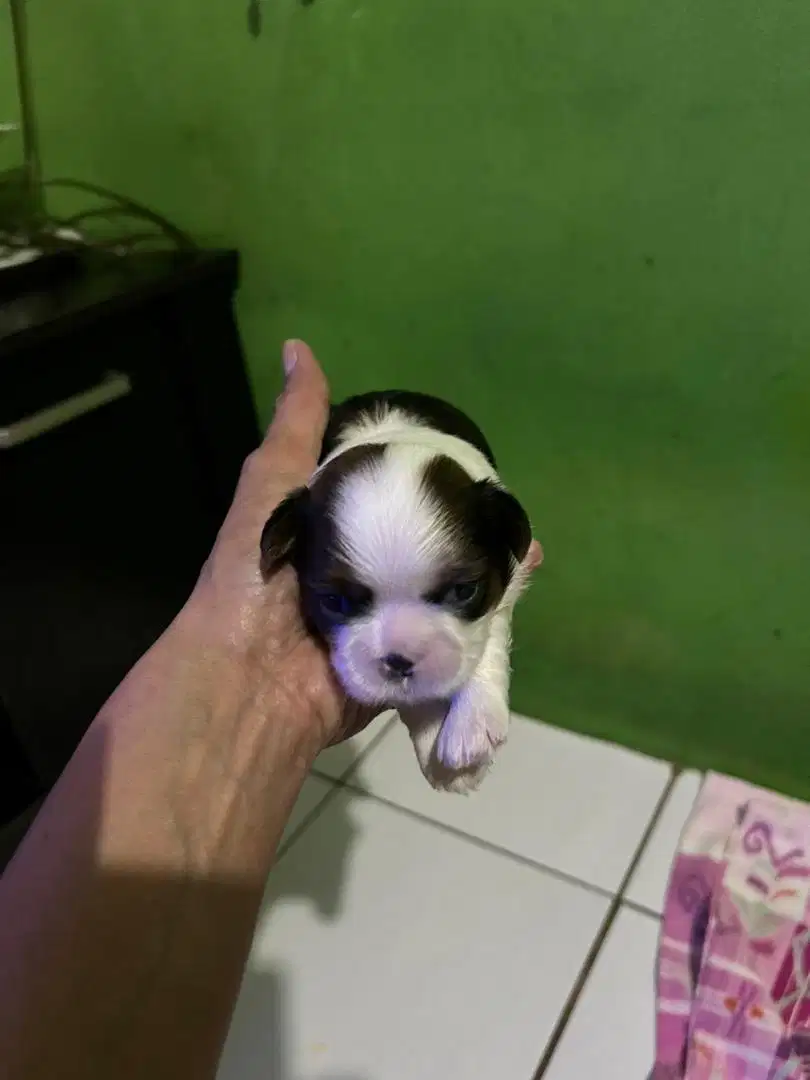 Shihtzu shitzu pure  jantan