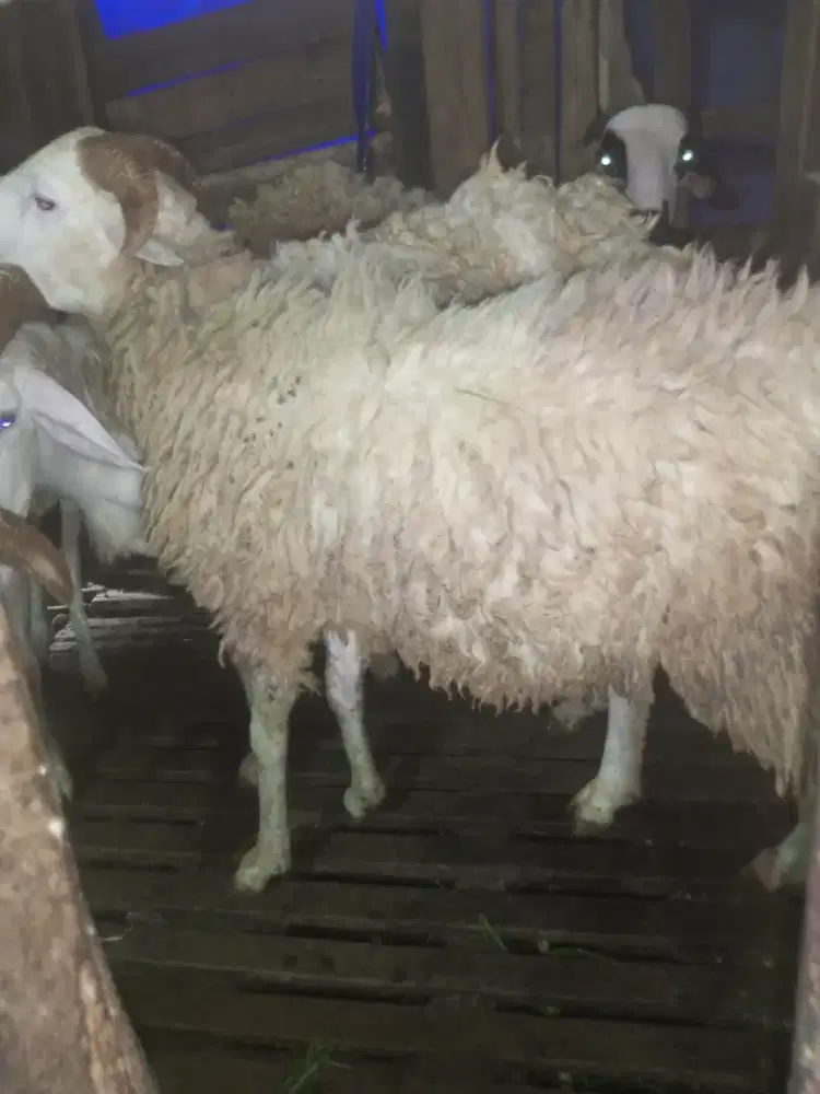 Kambing domba sapi qurban