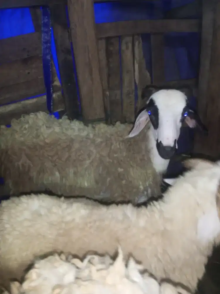 Kambing domba sapi qurban