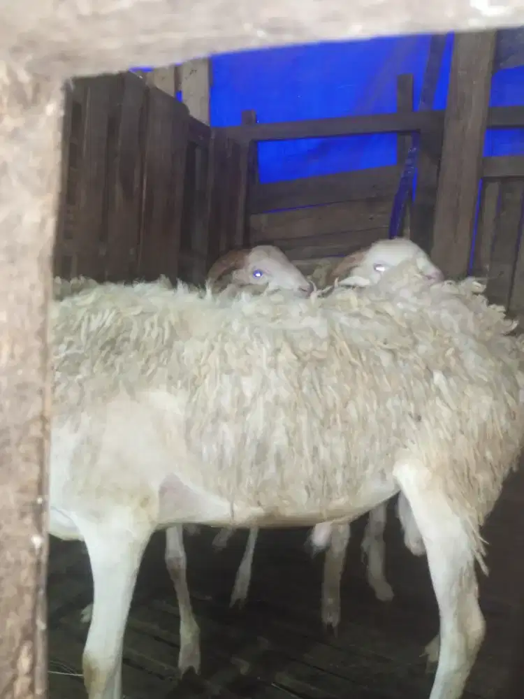 Kambing domba sapi qurban