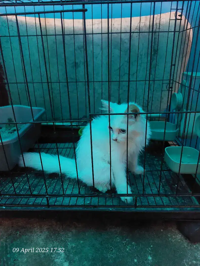 Anak Kucing Persia