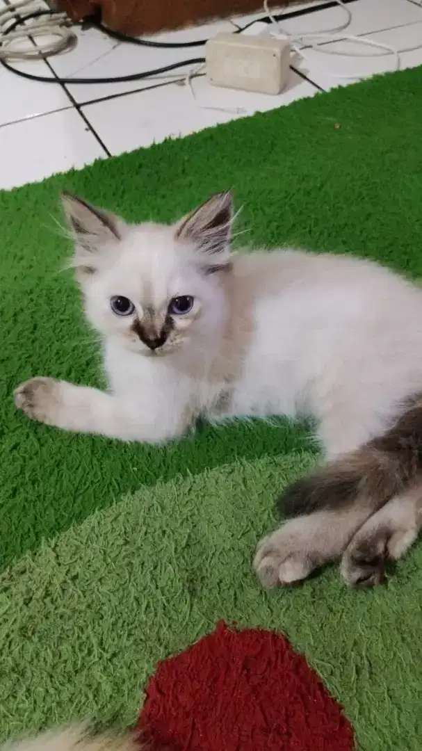 Open adopsi  anak kucing