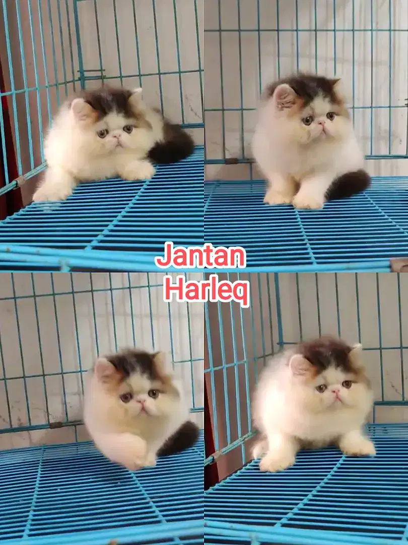 Kitten peaknose jantan harleq