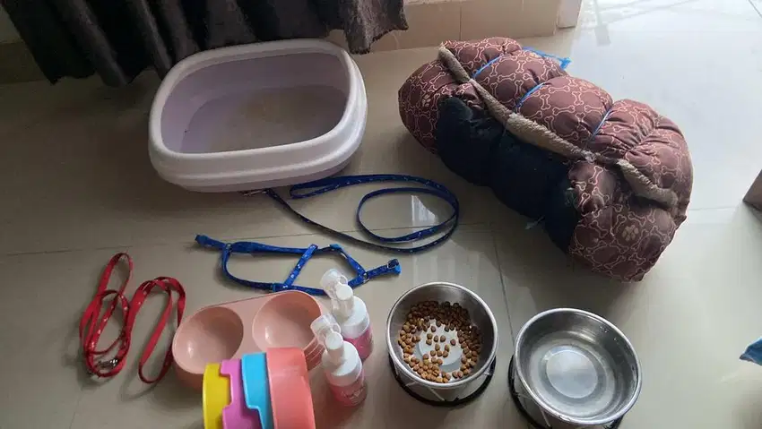 PLEASE ADOPT TOMMY - KUCING GANTENG PUTIH ABU