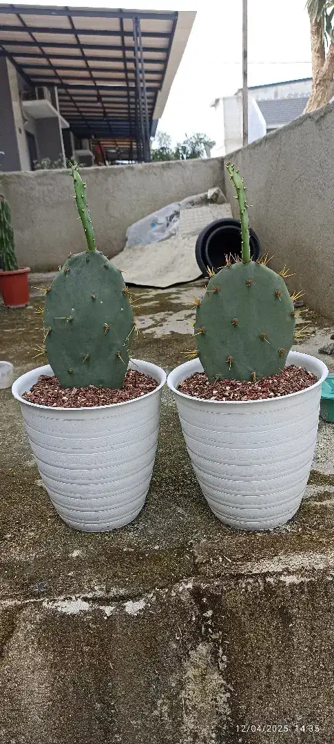 Tanaman hias kaktus opuntia dillenii masih keluarga kaktus centong