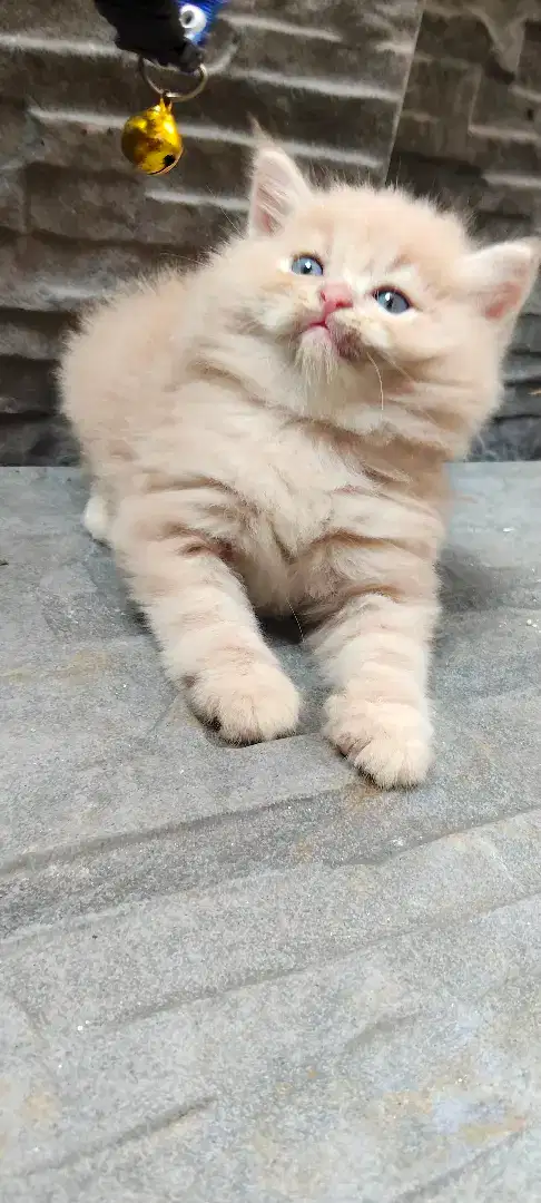 Kucing Persia flatnose peaknose kitten bulu gimbul ginuk2 lucu jantan
