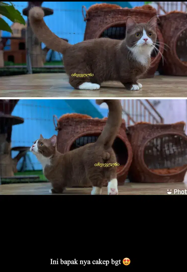 Kucing BSH MUNCHKIN
