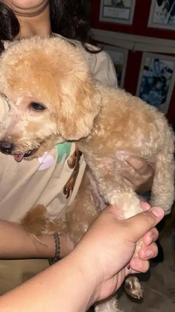 Anjing turunan red poodle jantan