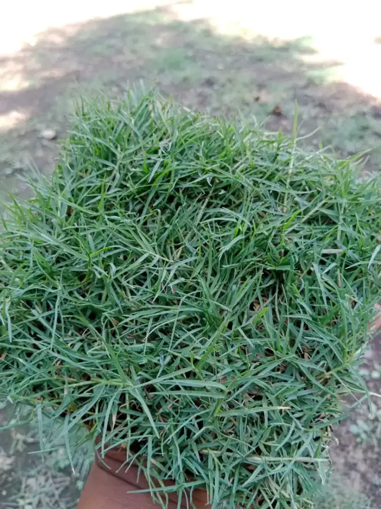 Jual rumput lapangan sepak bola termurah
