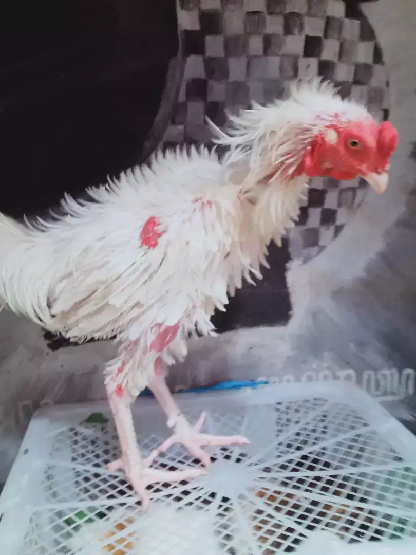 Ayam jago walik putih mls
