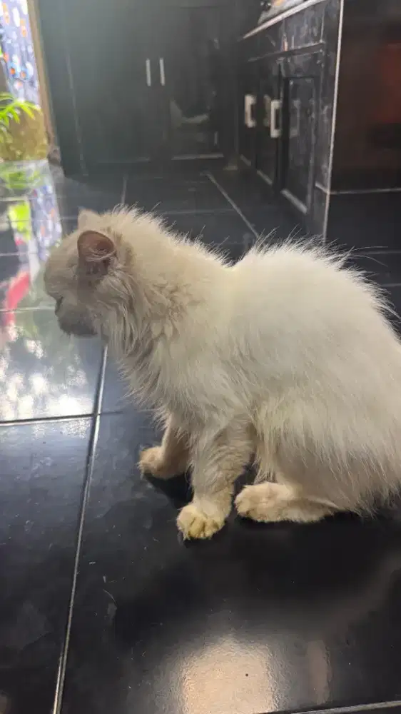 kucing persia sepasang