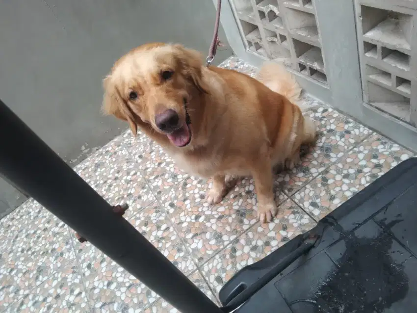 Grooming anjing&kucing panggilan jakarta_tangerang