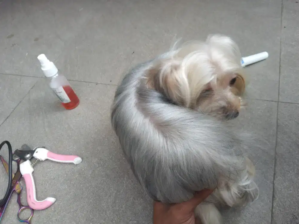 Grooming anjing&kucing panggilan jakarta_tangerang