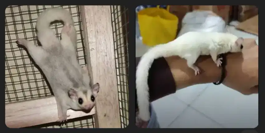 SG PlatMoz & LeuCistic