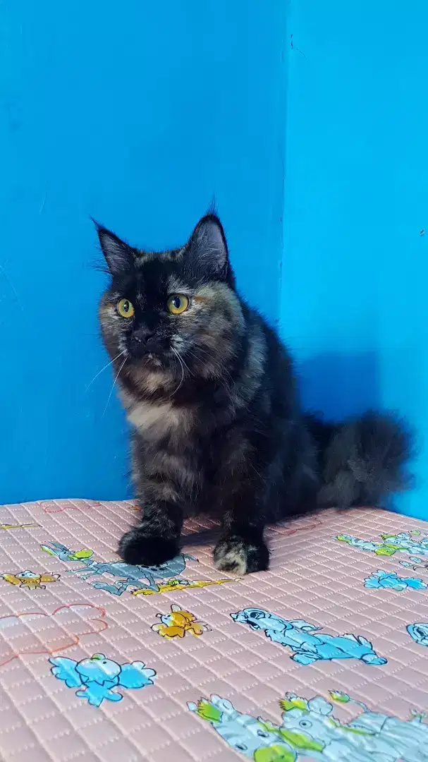 lepas adopsi kucing persia