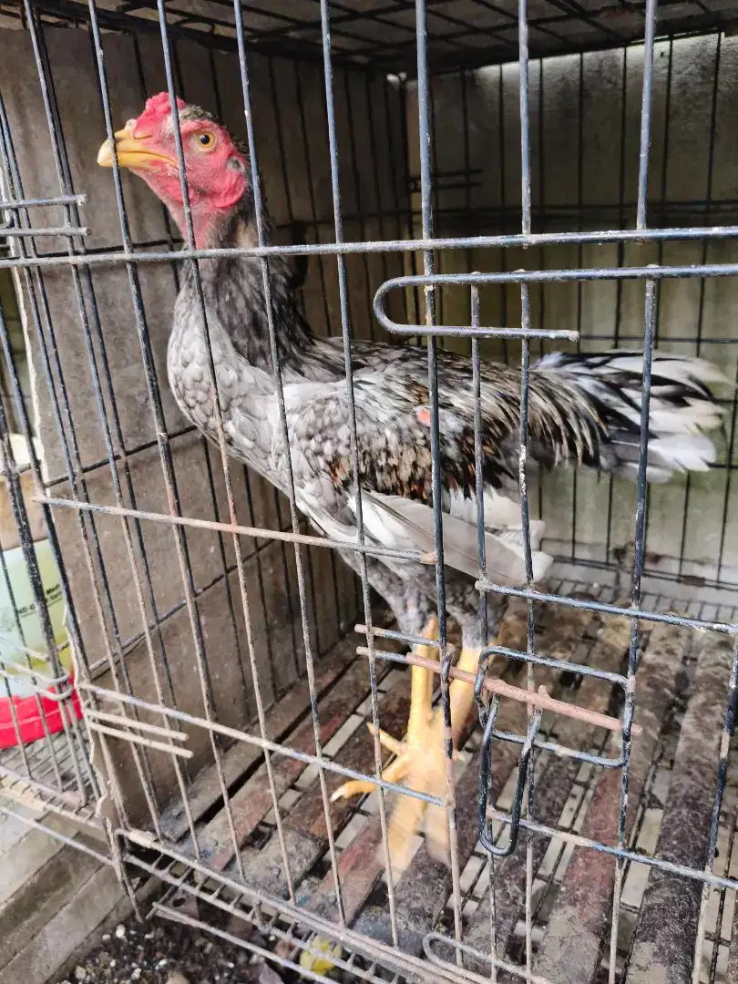 Ayam Bangkok Mangon