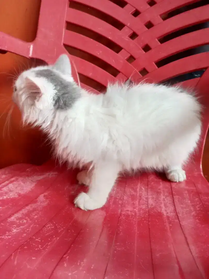Kitten flatnose mix British