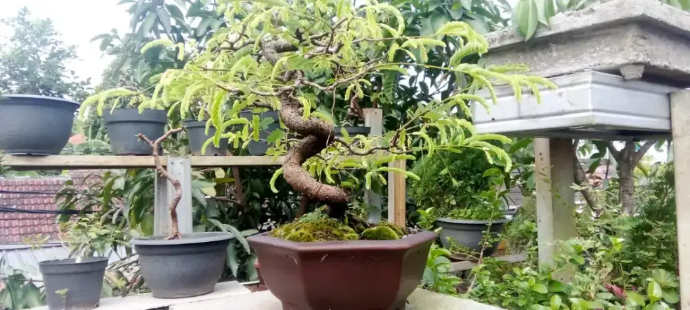 Jual Bonsai Asem Jawa