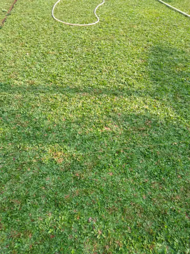 Rumput gajah mini murah