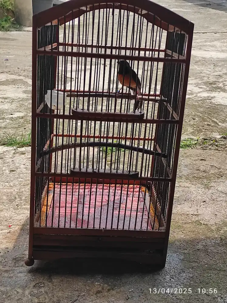 Murai batu medan betina rajin