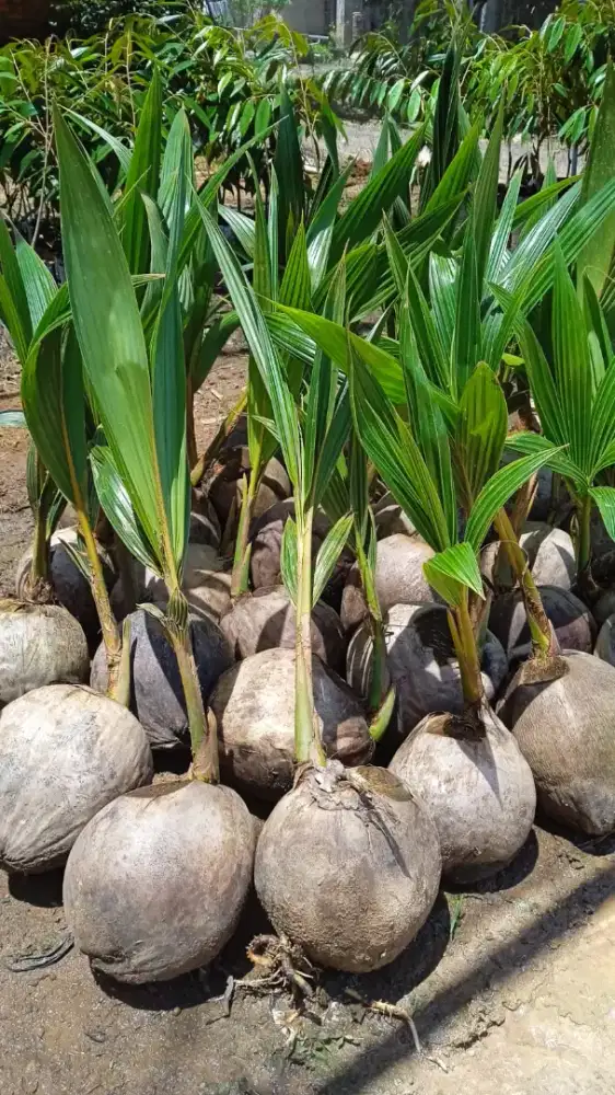 Bibit kelapa jambu alpukat durian mangga bandar Lampung