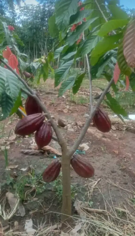 Bibit kelapa jambu alpukat durian mangga bandar Lampung